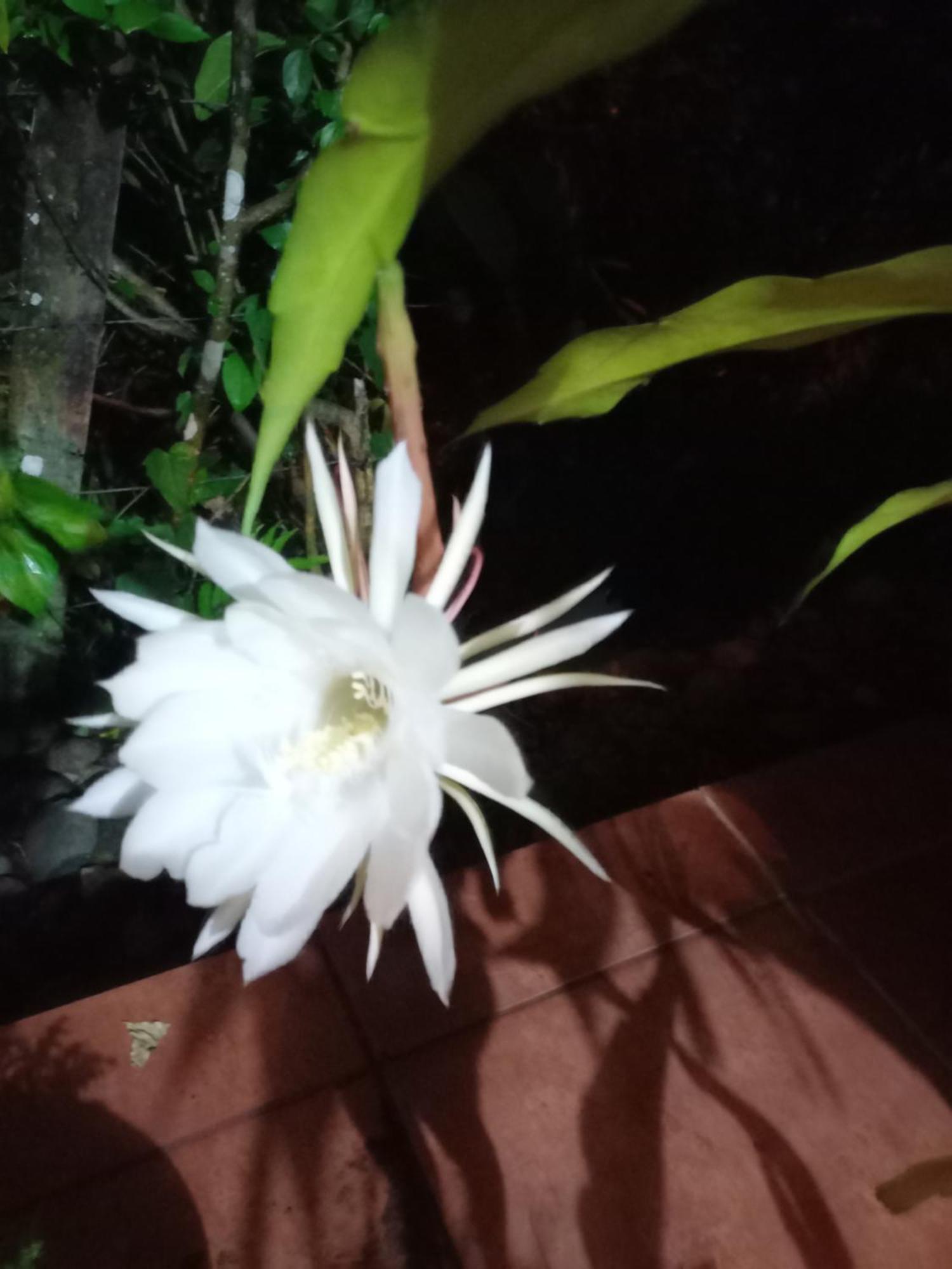 Babilonia Aparthotel Cahuita Bagian luar foto