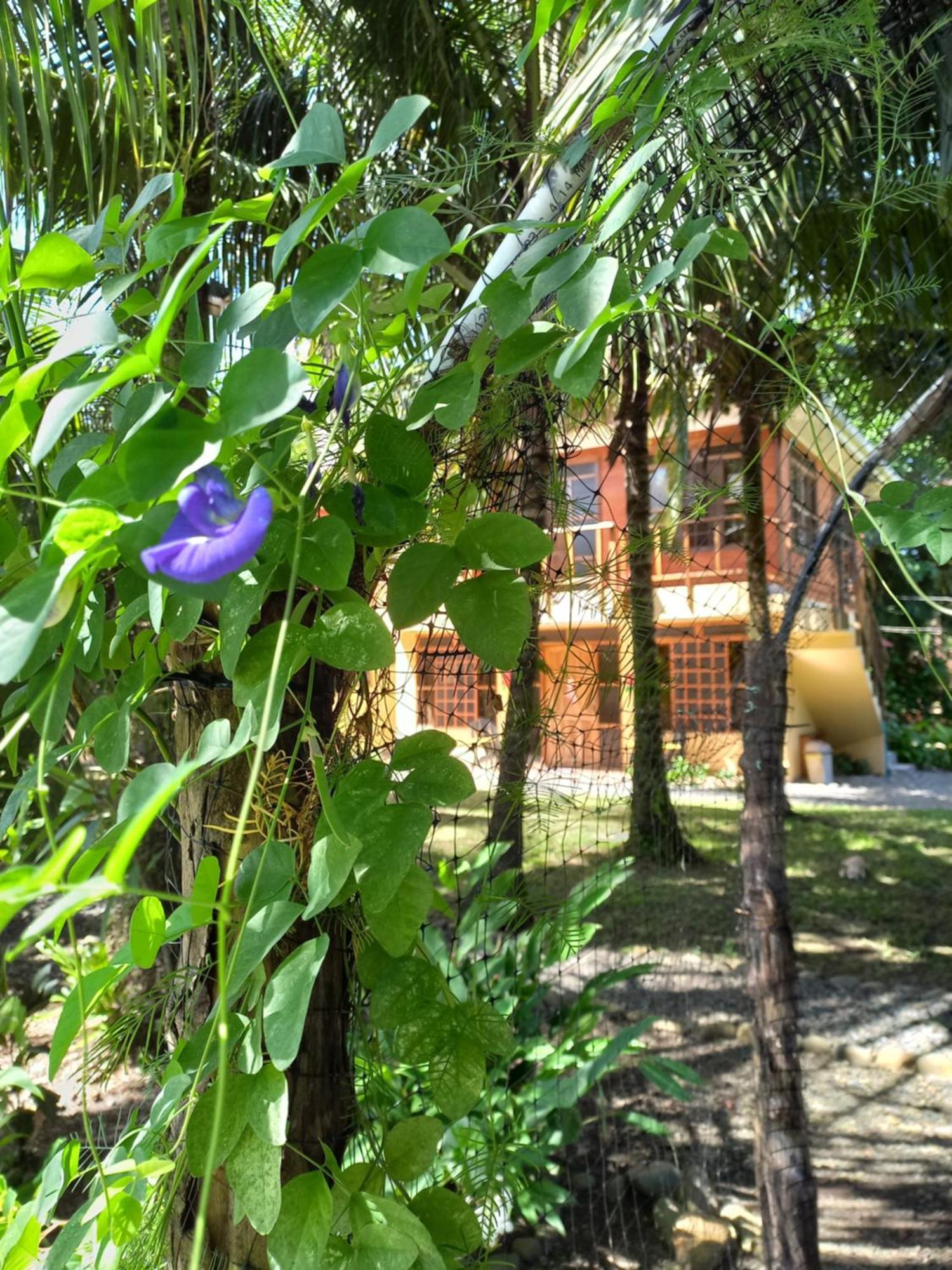 Babilonia Aparthotel Cahuita Bagian luar foto