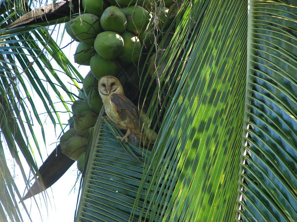 Babilonia Aparthotel Cahuita Bagian luar foto