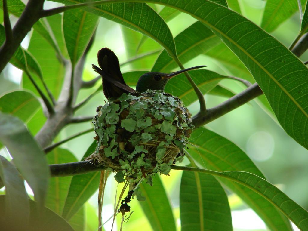 Babilonia Aparthotel Cahuita Bagian luar foto