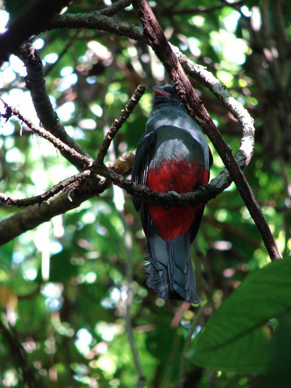 Babilonia Aparthotel Cahuita Bagian luar foto
