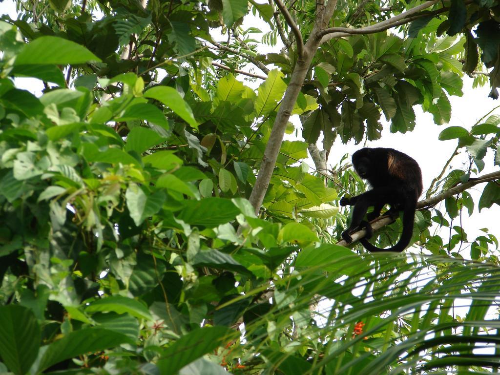 Babilonia Aparthotel Cahuita Bagian luar foto