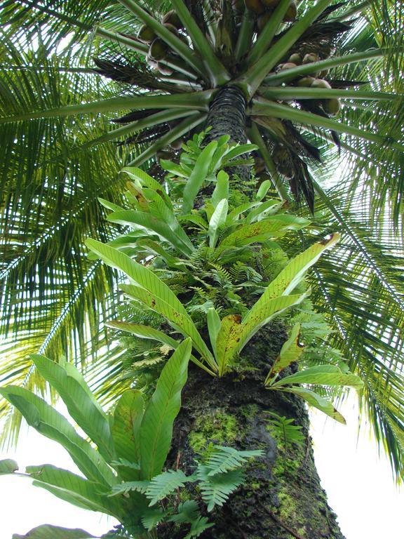 Babilonia Aparthotel Cahuita Bagian luar foto